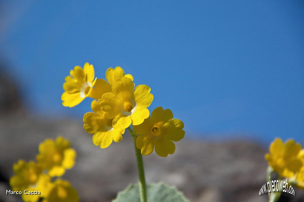 12_Primula Auricola (primula orecchia d'orso).jpg